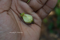 Epiprinus mallotiformis